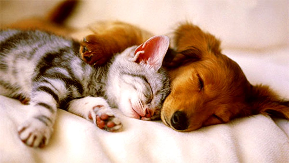 Pet Boarding VS Pet Sitting: Which One Is A Better Option?