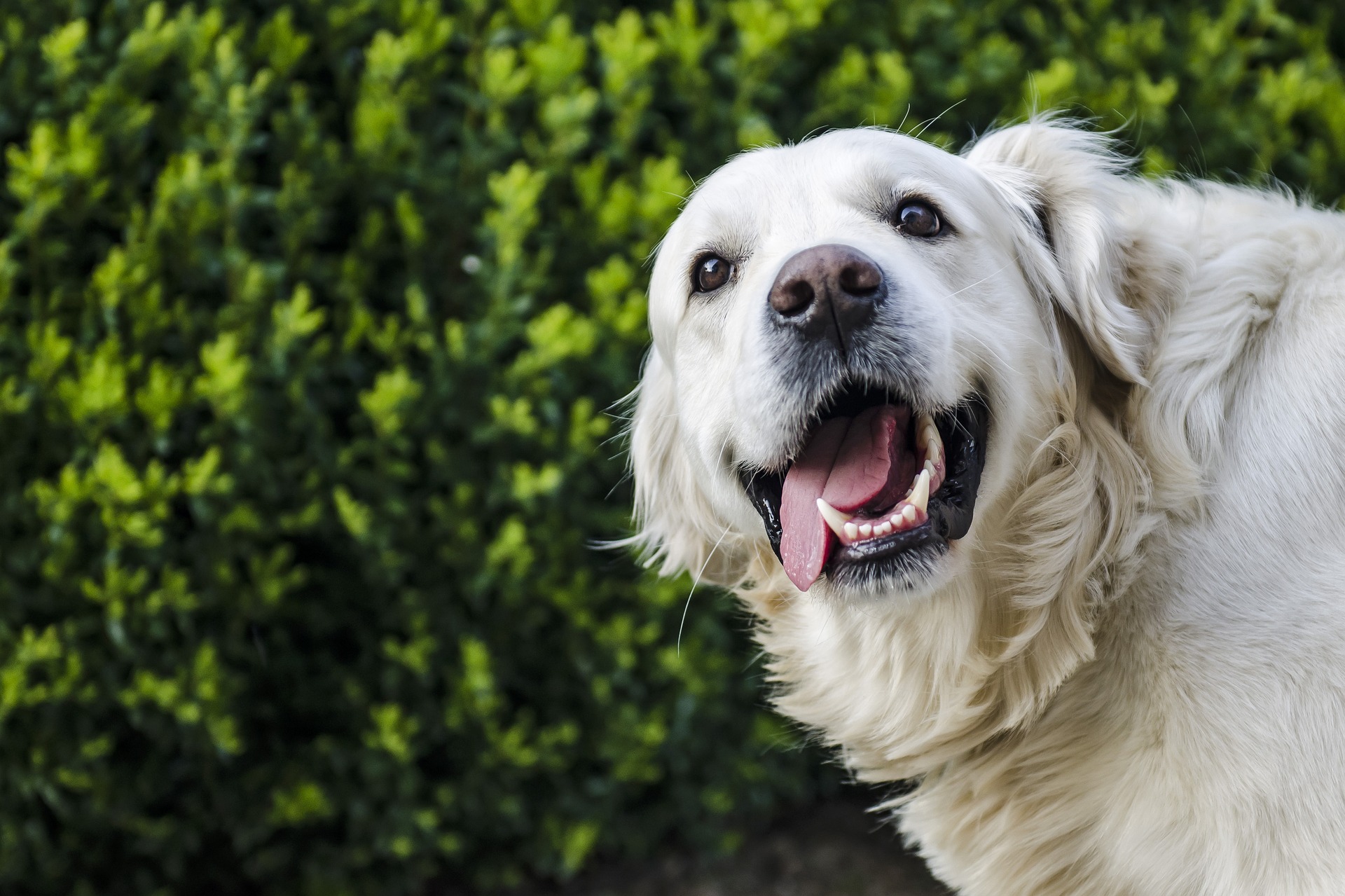 Tips for Caring for Your Pet After Surgery and Keep Them Happy!