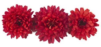Types Of Flowers For Men To Make Them Feel Special