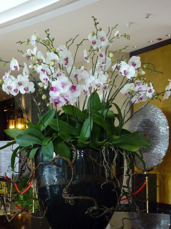 How Plants Can Enhance the Beauty of Hotel Ambience?