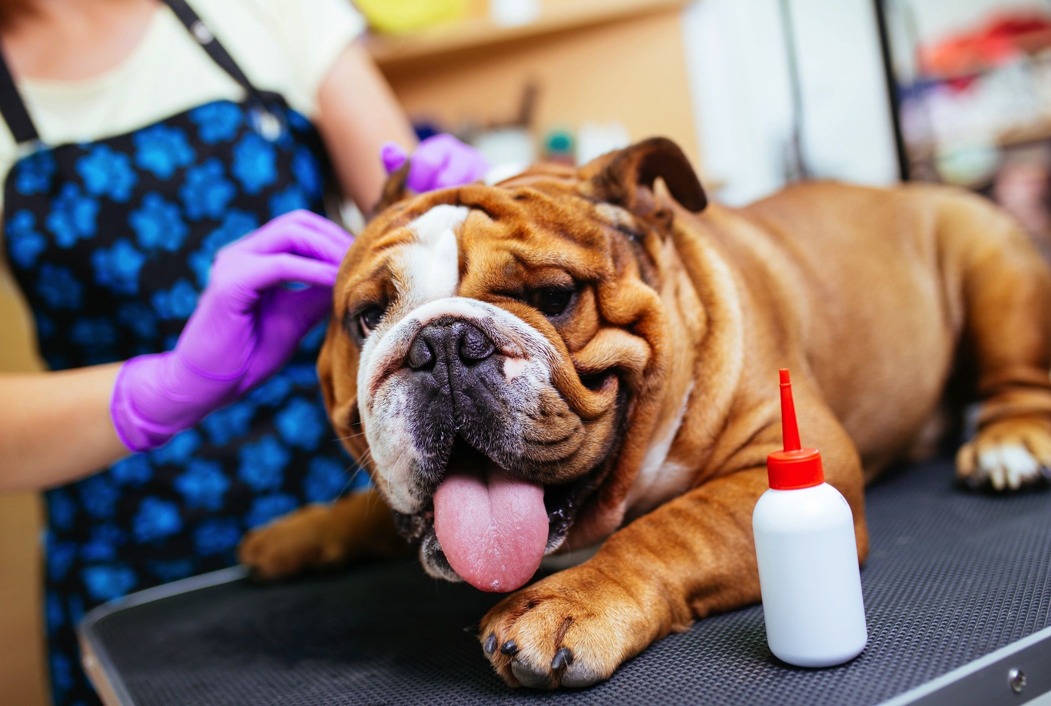 Clean Your Dog's Ears