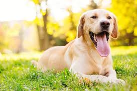 What are the Common Causes of Dog Limping and How to treat them?