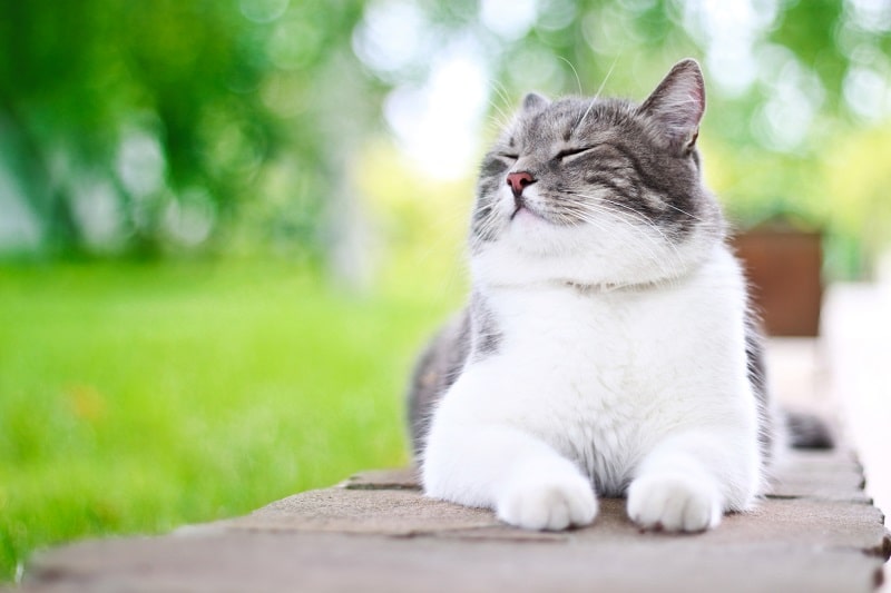 Surprising Ways to Prevent Your Cat From Obesity