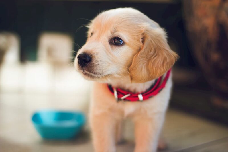 How Can You Manage Ringworm in Your Dog?