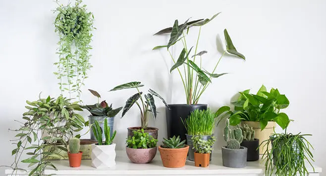 New year plants for a prosperous 2021 ahead