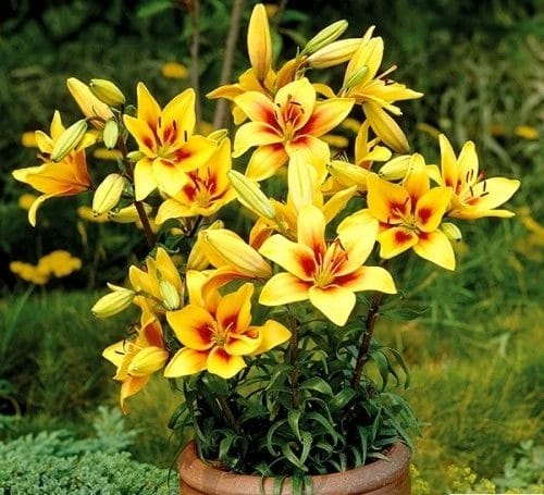 Awesome Types of Lilies that Feel You Fresh with Its Amazing Fragrance