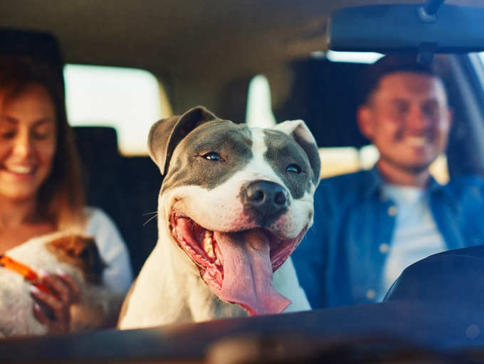 Safety Tips to Follow When You Plan an Adventures Travel Trip With Pet