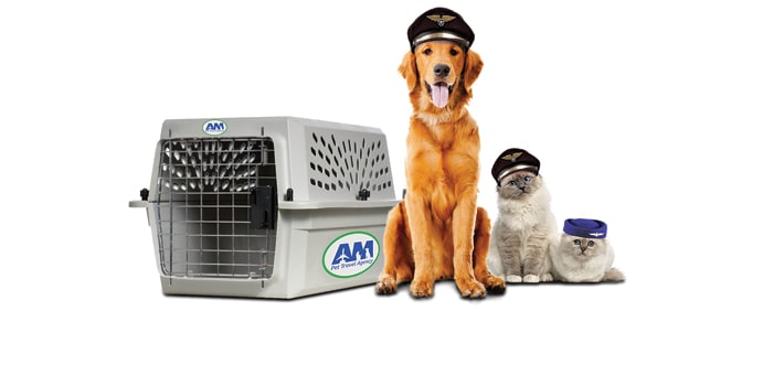 Pet Relocation Services Made Simple: What You Need To Know?