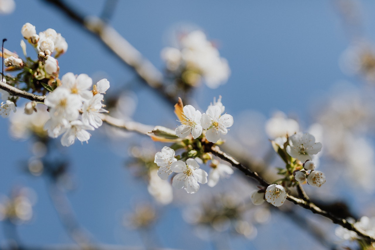 Top Flowers and Plants at Tet Festival