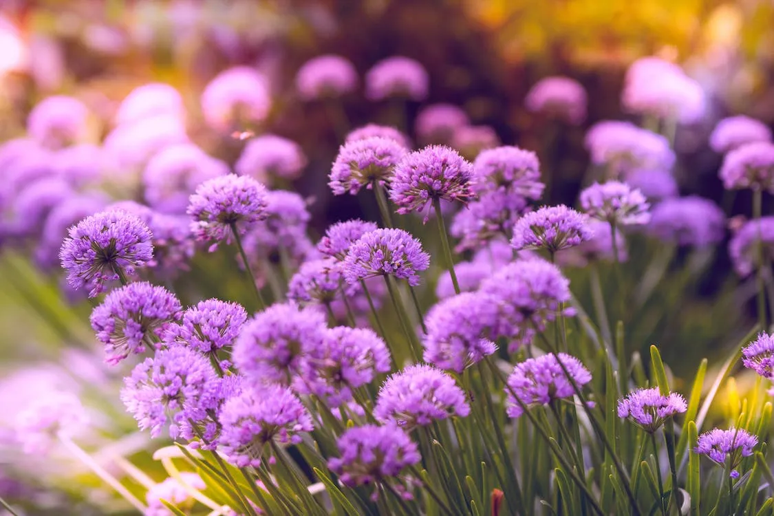Top 6 Flowers In Vietnamese Culture 